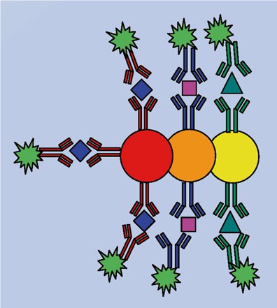 Multiplexed Microsphere Suspension Array-Based Immunoassays Protocol